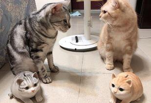 娱乐吃瓜酱小猫民宿